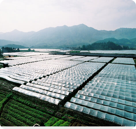 如何选择温室大棚样式：连栋温室与日光温室的对比分析