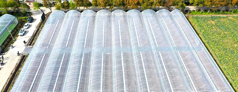 连栋大棚与单体棚优劣势对比分析