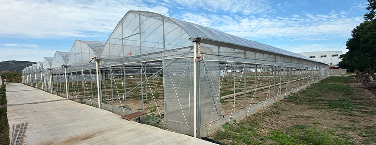 连栋钢架大棚 应用领域