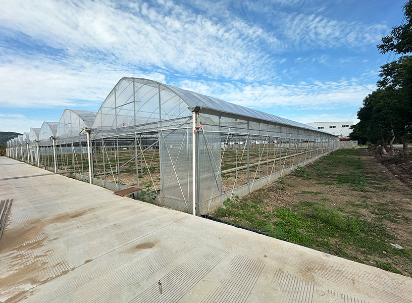 连栋钢架大棚 应用领域